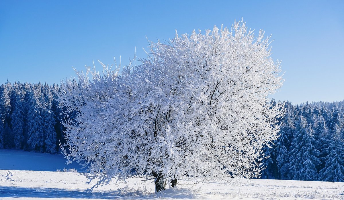 Reviewing a Classic Winter Tale for Modern Readers